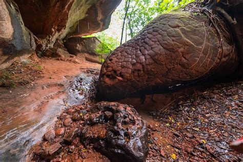 naka cave thailand|Visit Naka Cave, a Famous Snake